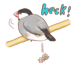I love Javasparrow(as a pet) for English sticker #5118739