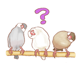 I love Javasparrow(as a pet) for English sticker #5118741