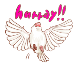 I love Javasparrow(as a pet) for English sticker #5118747