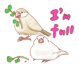 I love Javasparrow(as a pet) for English sticker #5118752