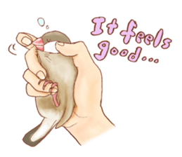 I love Javasparrow(as a pet) for English sticker #5118753