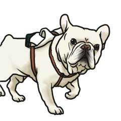 French Bulldog "BULLO" 3