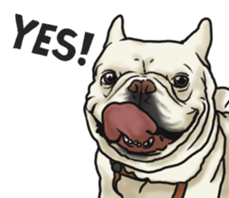 French Bulldog "BULLO" 3 sticker #5131798