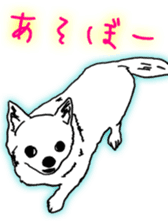 Chihuahua days sticker #5178905