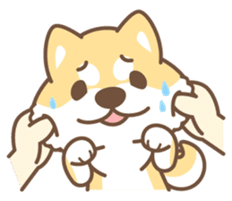 Shiba Inu collection! sticker #5180701