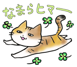 Native of Hokkaido tortoiseshell cat sticker #5203570