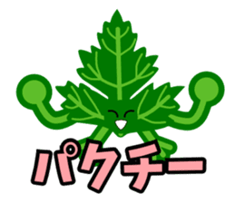 Fresh coriander sticker #5236596