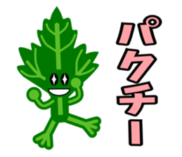 Fresh coriander sticker #5236597