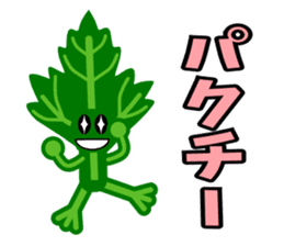 Fresh coriander sticker #5236597