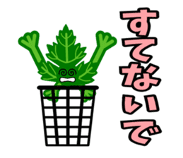 Fresh coriander sticker #5236626
