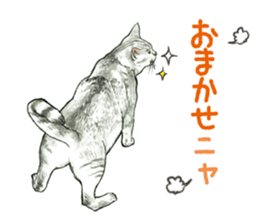 the fluffy cats sticker #5244758