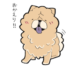 Chubby sales chow chow