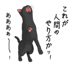 Can't hate this cat. 2 sticker #5268664