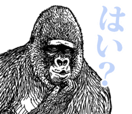 Gorilla gorilla gorilla 4 sticker #5276020