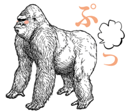 Gorilla gorilla gorilla 4 sticker #5276031