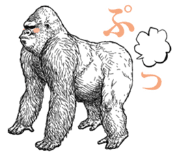 Gorilla gorilla gorilla 4 sticker #5276031