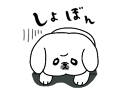 Gintaro of a white Pekingese dog sticker #5278939