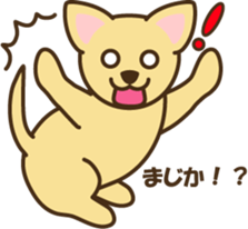smooth chihuahua sticker #5283558