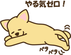 smooth chihuahua sticker #5283571