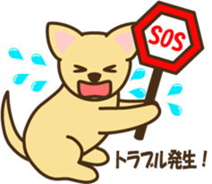 smooth chihuahua sticker #5283593