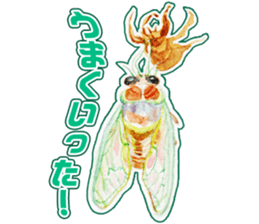 Life of the cicada sticker #5309405