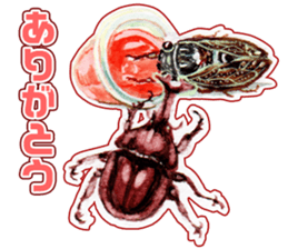 Life of the cicada sticker #5309406