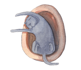 CAT!DIDI! sticker #5310838