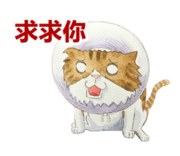 CAT!DIDI! sticker #5310849