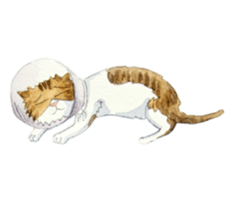 CAT!DIDI! sticker #5310850