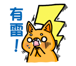 bandage bear&shiba inu 02 sticker #5313805