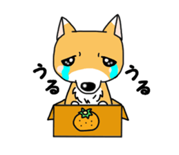 shiba dog sticker #5326950