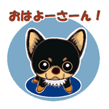 Pretty Chihuahua sticker #5336380