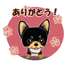 Pretty Chihuahua sticker #5336390