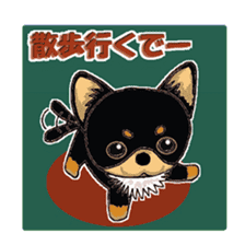 Pretty Chihuahua sticker #5336392