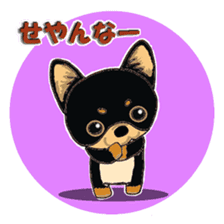 Pretty Chihuahua sticker #5336397