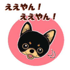 Pretty Chihuahua sticker #5336399