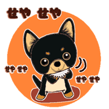 Pretty Chihuahua sticker #5336401