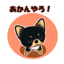 Pretty Chihuahua sticker #5336405