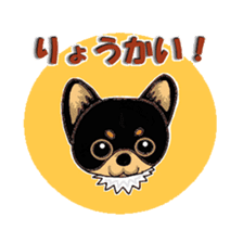 Pretty Chihuahua sticker #5336407