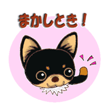 Pretty Chihuahua sticker #5336417