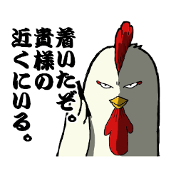 The cool chicken with little chick