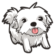 Hi! Maltese sticker #5352956