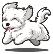 Hi! Maltese sticker #5352985