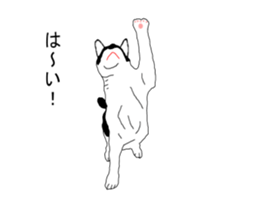 Black-and-white cat annko sticker #5367454