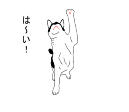 Black-and-white cat annko sticker #5367454