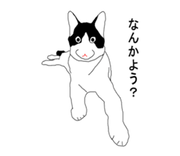 Black-and-white cat annko sticker #5367456