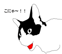 Black-and-white cat annko sticker #5367458