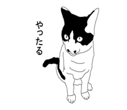 Black-and-white cat annko sticker #5367471