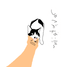 Black-and-white cat annko sticker #5367474