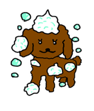 Cute family poodle More sticker #5374196